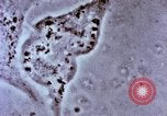 Image of Cancer research Boston Massachusetts USA, 1957, second 61 stock footage video 65675023828
