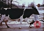 Image of University of Maryland dairy farm College Park Maryland USA, 1957, second 3 stock footage video 65675023829