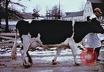 Image of University of Maryland dairy farm College Park Maryland USA, 1957, second 4 stock footage video 65675023829