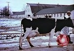 Image of University of Maryland dairy farm College Park Maryland USA, 1957, second 6 stock footage video 65675023829