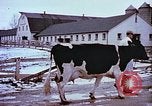 Image of University of Maryland dairy farm College Park Maryland USA, 1957, second 7 stock footage video 65675023829