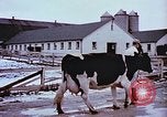 Image of University of Maryland dairy farm College Park Maryland USA, 1957, second 8 stock footage video 65675023829