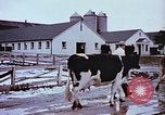 Image of University of Maryland dairy farm College Park Maryland USA, 1957, second 9 stock footage video 65675023829
