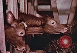 Image of University of Maryland dairy farm College Park Maryland USA, 1957, second 10 stock footage video 65675023829