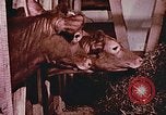 Image of University of Maryland dairy farm College Park Maryland USA, 1957, second 11 stock footage video 65675023829