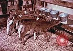 Image of University of Maryland dairy farm College Park Maryland USA, 1957, second 12 stock footage video 65675023829