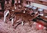 Image of University of Maryland dairy farm College Park Maryland USA, 1957, second 13 stock footage video 65675023829