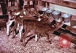 Image of University of Maryland dairy farm College Park Maryland USA, 1957, second 14 stock footage video 65675023829
