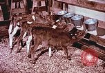Image of University of Maryland dairy farm College Park Maryland USA, 1957, second 15 stock footage video 65675023829