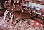 Image of University of Maryland dairy farm College Park Maryland USA, 1957, second 17 stock footage video 65675023829