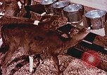 Image of University of Maryland dairy farm College Park Maryland USA, 1957, second 18 stock footage video 65675023829