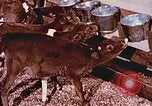 Image of University of Maryland dairy farm College Park Maryland USA, 1957, second 19 stock footage video 65675023829