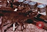 Image of University of Maryland dairy farm College Park Maryland USA, 1957, second 20 stock footage video 65675023829