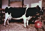 Image of University of Maryland dairy farm College Park Maryland USA, 1957, second 21 stock footage video 65675023829