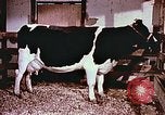 Image of University of Maryland dairy farm College Park Maryland USA, 1957, second 22 stock footage video 65675023829