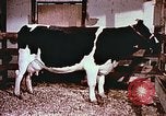 Image of University of Maryland dairy farm College Park Maryland USA, 1957, second 24 stock footage video 65675023829