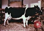 Image of University of Maryland dairy farm College Park Maryland USA, 1957, second 25 stock footage video 65675023829