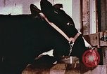 Image of University of Maryland dairy farm College Park Maryland USA, 1957, second 26 stock footage video 65675023829