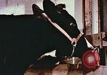 Image of University of Maryland dairy farm College Park Maryland USA, 1957, second 27 stock footage video 65675023829