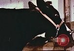 Image of University of Maryland dairy farm College Park Maryland USA, 1957, second 28 stock footage video 65675023829