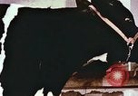 Image of University of Maryland dairy farm College Park Maryland USA, 1957, second 29 stock footage video 65675023829
