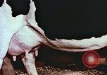 Image of University of Maryland dairy farm College Park Maryland USA, 1957, second 33 stock footage video 65675023829