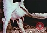 Image of University of Maryland dairy farm College Park Maryland USA, 1957, second 34 stock footage video 65675023829