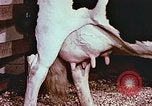 Image of University of Maryland dairy farm College Park Maryland USA, 1957, second 35 stock footage video 65675023829