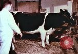 Image of University of Maryland dairy farm College Park Maryland USA, 1957, second 36 stock footage video 65675023829
