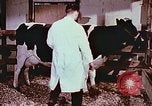Image of University of Maryland dairy farm College Park Maryland USA, 1957, second 37 stock footage video 65675023829