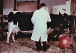 Image of University of Maryland dairy farm College Park Maryland USA, 1957, second 38 stock footage video 65675023829