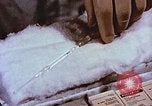 Image of University of Maryland dairy farm College Park Maryland USA, 1957, second 39 stock footage video 65675023829