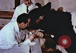 Image of University of Maryland dairy farm College Park Maryland USA, 1957, second 42 stock footage video 65675023829