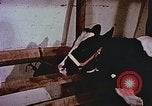 Image of University of Maryland dairy farm College Park Maryland USA, 1957, second 58 stock footage video 65675023829