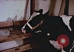 Image of University of Maryland dairy farm College Park Maryland USA, 1957, second 59 stock footage video 65675023829