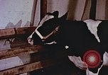 Image of University of Maryland dairy farm College Park Maryland USA, 1957, second 60 stock footage video 65675023829