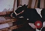 Image of University of Maryland dairy farm College Park Maryland USA, 1957, second 61 stock footage video 65675023829