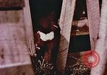 Image of University of Maryland dairy farm College Park Maryland USA, 1957, second 62 stock footage video 65675023829