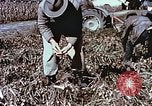 Image arachides à partir de graines irradiées Raleigh North Carolina United States USA, 1957, de la seconde 17 séquences d'archives historiques vidéo 65675023830
