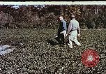 Image arachides à partir de graines irradiées Raleigh North Carolina United States USA, 1957, de la seconde 31 séquences d'archives historiques vidéo 65675023830