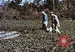 Image arachides à partir de graines irradiées Raleigh North Carolina United States USA, 1957, de la seconde 32 séquences d'archives historiques vidéo 65675023830