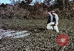 Image arachides à partir de graines irradiées Raleigh North Carolina United States USA, 1957, de la seconde 33 séquences d'archives historiques vidéo 65675023830