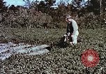 Image arachides à partir de graines irradiées Raleigh North Carolina United States USA, 1957, de la seconde 34 séquences d'archives historiques vidéo 65675023830