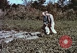 Image arachides à partir de graines irradiées Raleigh North Carolina United States USA, 1957, de la seconde 35 séquences d'archives historiques vidéo 65675023830