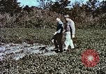 Image arachides à partir de graines irradiées Raleigh North Carolina United States USA, 1957, de la seconde 36 séquences d'archives historiques vidéo 65675023830