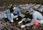 Image arachides à partir de graines irradiées Raleigh North Carolina United States USA, 1957, de la seconde 43 séquences d'archives historiques vidéo 65675023830