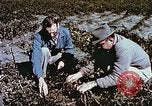 Image arachides à partir de graines irradiées Raleigh North Carolina United States USA, 1957, de la seconde 44 séquences d'archives historiques vidéo 65675023830