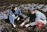Image arachides à partir de graines irradiées Raleigh North Carolina United States USA, 1957, de la seconde 45 séquences d'archives historiques vidéo 65675023830