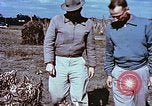 Image arachides à partir de graines irradiées Raleigh North Carolina United States USA, 1957, de la seconde 58 séquences d'archives historiques vidéo 65675023830