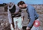Image arachides à partir de graines irradiées Raleigh North Carolina United States USA, 1957, de la seconde 59 séquences d'archives historiques vidéo 65675023830